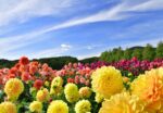 天空の花散歩・世羅高原農場のダリア＆ガーデンマムと八天堂のわくわくパン作り体験